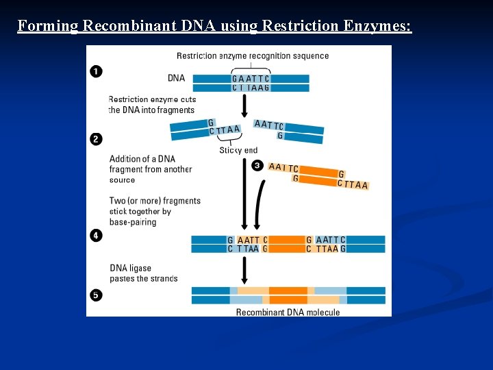 Forming Recombinant DNA using Restriction Enzymes: 