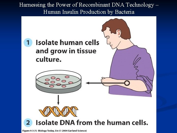 Harnessing the Power of Recombinant DNA Technology – Human Insulin Production by Bacteria 