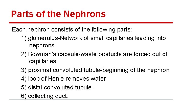 Parts of the Nephrons Each nephron consists of the following parts: 1) glomerulus-Network of