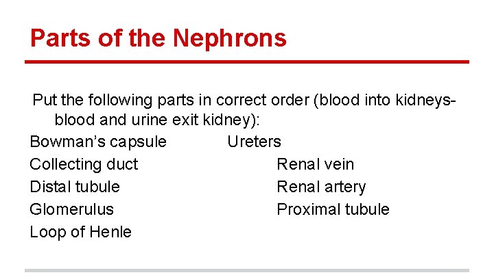 Parts of the Nephrons Put the following parts in correct order (blood into kidneysblood