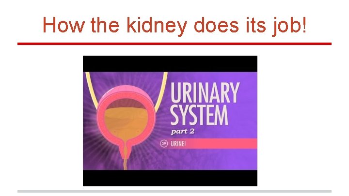 How the kidney does its job! 