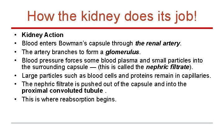 How the kidney does its job! • • Kidney Action Blood enters Bowman’s capsule