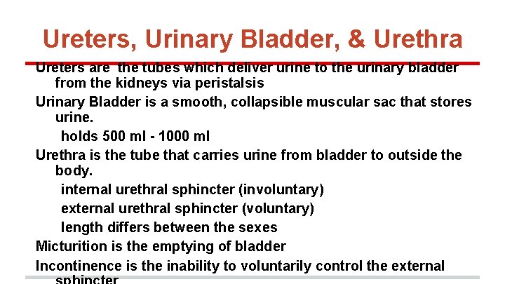 Ureters, Urinary Bladder, & Urethra Ureters are the tubes which deliver urine to the