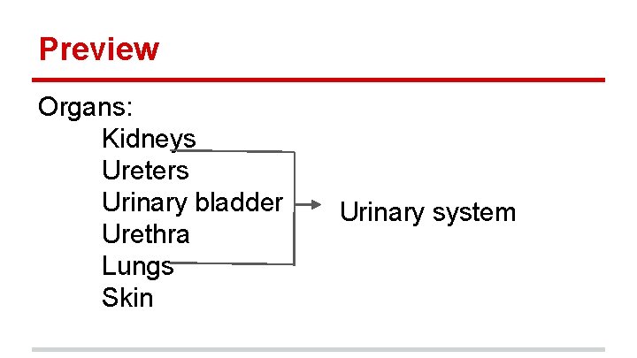Preview Organs: Kidneys Ureters Urinary bladder Urethra Lungs Skin Urinary system 