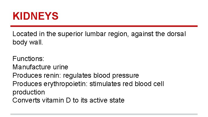 KIDNEYS Located in the superior lumbar region, against the dorsal body wall. Functions: Manufacture