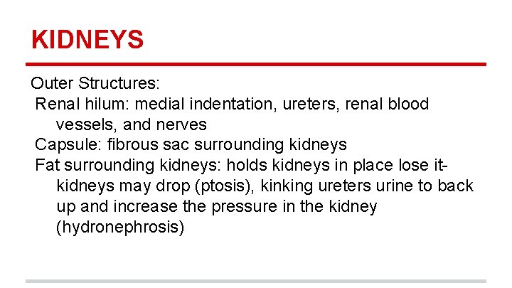 KIDNEYS Outer Structures: Renal hilum: medial indentation, ureters, renal blood vessels, and nerves Capsule: