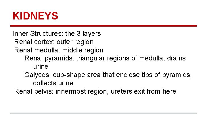 KIDNEYS Inner Structures: the 3 layers Renal cortex: outer region Renal medulla: middle region