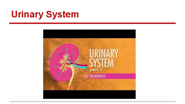 Urinary System 