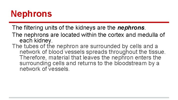 Nephrons The filtering units of the kidneys are the nephrons. The nephrons are located