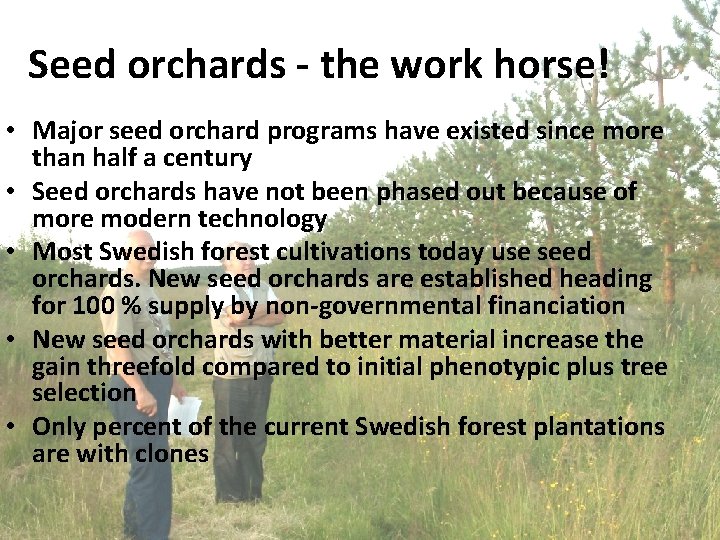 Seed orchards - the work horse! • Major seed orchard programs have existed since