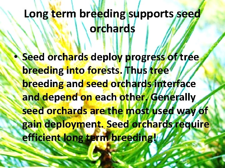 Long term breeding supports seed orchards • Seed orchards deploy progress of tree breeding