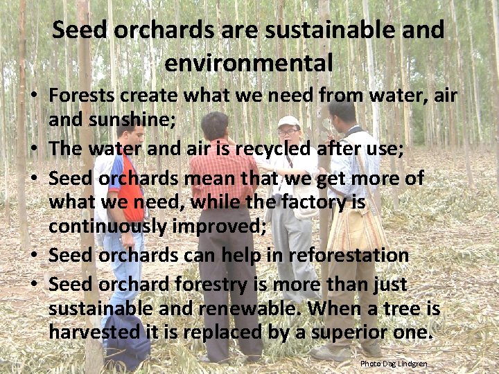 Seed orchards are sustainable and environmental • Forests create what we need from water,