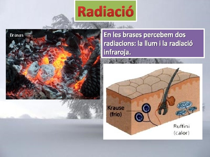 Radiació Brasas En les brases percebem dos radiacions: la llum i la radiació infraroja.
