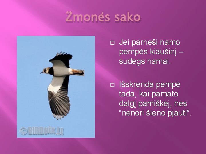 Žmonės sako Jei parneši namo pempės kiaušinį – sudegs namai. Išskrenda pempė tada, kai