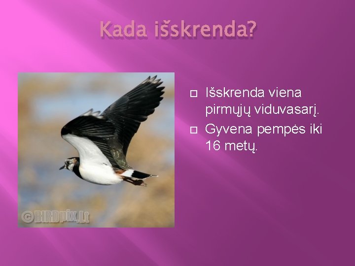 Kada išskrenda? Išskrenda viena pirmųjų viduvasarį. Gyvena pempės iki 16 metų. 