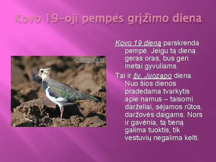 Kovo 19 -oji pempės grįžimo diena Kovo 19 dieną parskrenda pempė. Jeigu tą dieną