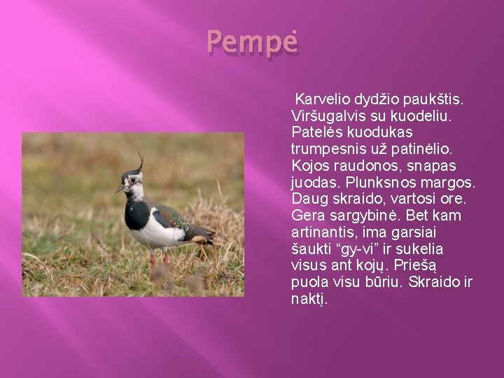 Pempė Karvelio dydžio paukštis. Viršugalvis su kuodeliu. Patelės kuodukas trumpesnis už patinėlio. Kojos raudonos,