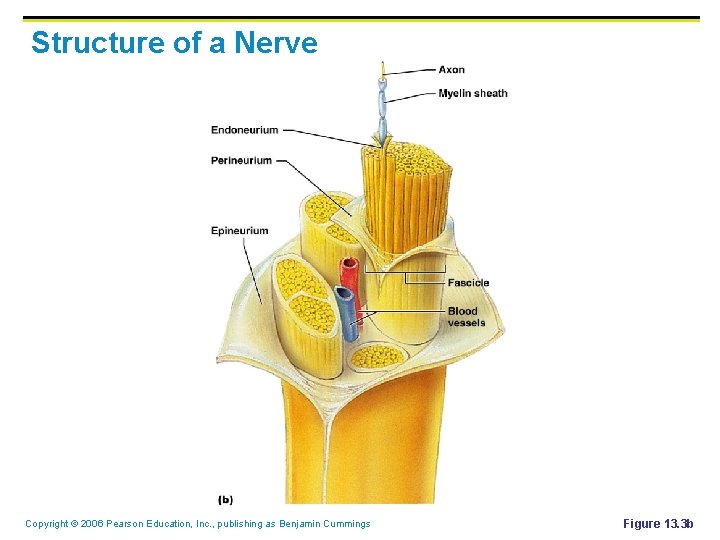 Structure of a Nerve Copyright © 2006 Pearson Education, Inc. , publishing as Benjamin Structure of a Nerve Copyright © 2006 Pearson Education, Inc. , publishing as Benjamin