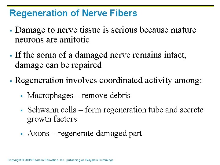 Regeneration of Nerve Fibers § § § Damage to nerve tissue is serious because Regeneration of Nerve Fibers § § § Damage to nerve tissue is serious because