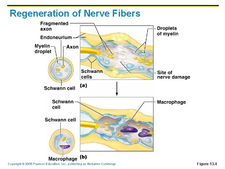 Regeneration of Nerve Fibers Copyright © 2006 Pearson Education, Inc. , publishing as Benjamin Regeneration of Nerve Fibers Copyright © 2006 Pearson Education, Inc. , publishing as Benjamin