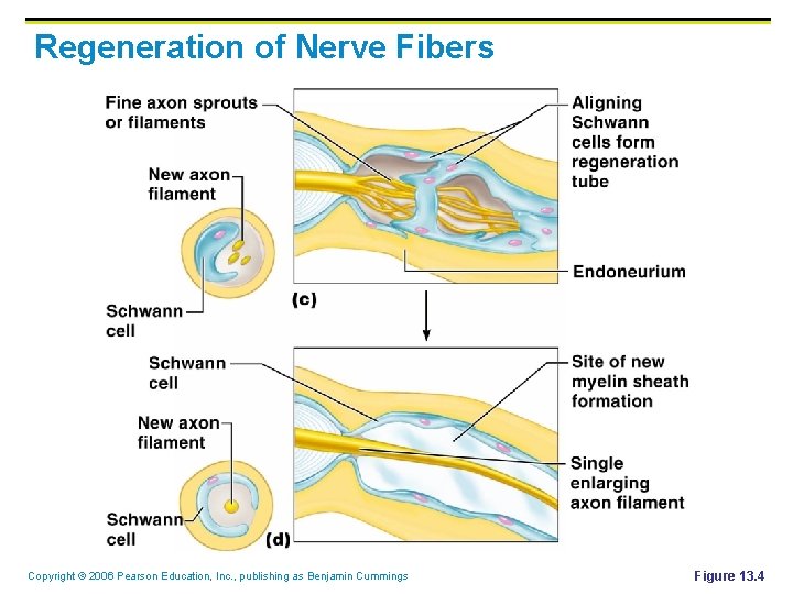 Regeneration of Nerve Fibers Copyright © 2006 Pearson Education, Inc. , publishing as Benjamin Regeneration of Nerve Fibers Copyright © 2006 Pearson Education, Inc. , publishing as Benjamin