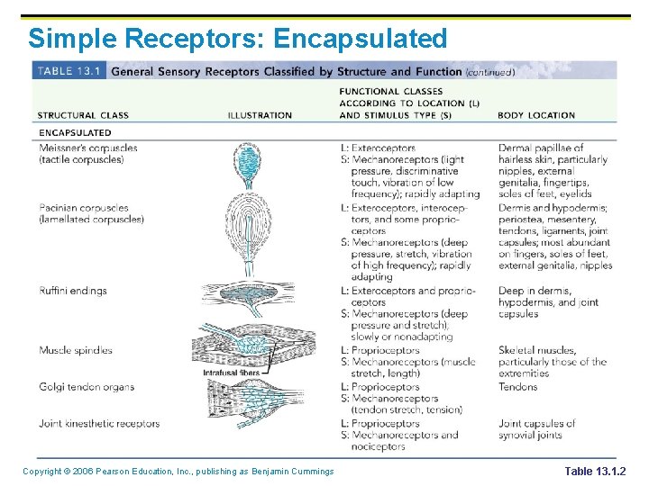 Simple Receptors: Encapsulated Copyright © 2006 Pearson Education, Inc. , publishing as Benjamin Cummings Simple Receptors: Encapsulated Copyright © 2006 Pearson Education, Inc. , publishing as Benjamin Cummings