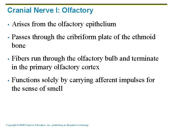 Cranial Nerve I: Olfactory § § Arises from the olfactory epithelium Passes through the Cranial Nerve I: Olfactory § § Arises from the olfactory epithelium Passes through the