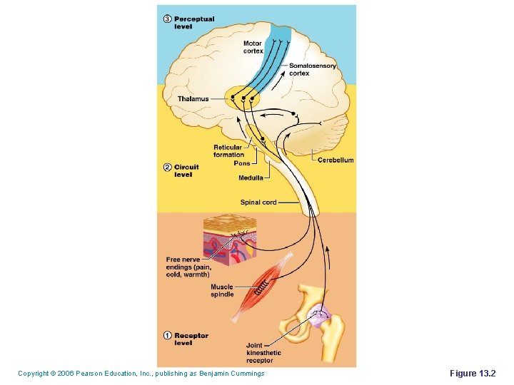 Copyright © 2006 Pearson Education, Inc. , publishing as Benjamin Cummings Figure 13. 2 Copyright © 2006 Pearson Education, Inc. , publishing as Benjamin Cummings Figure 13. 2