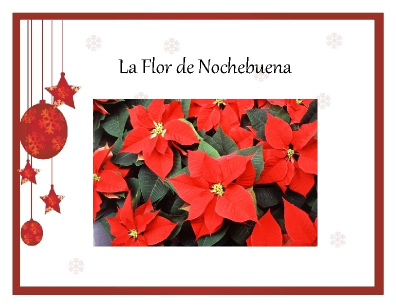 La Flor de Nochebuena 