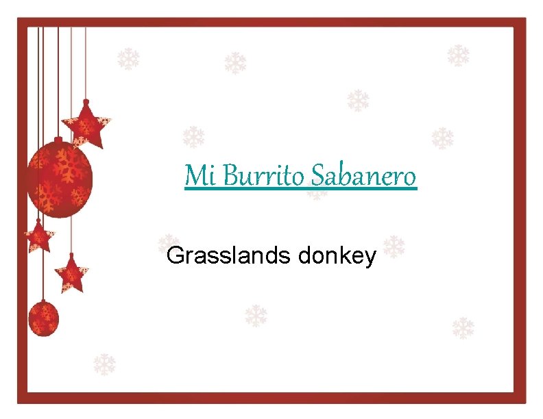 Mi Burrito Sabanero Grasslands donkey 