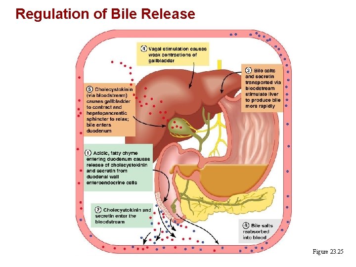 Regulation of Bile Release Figure 23. 25 