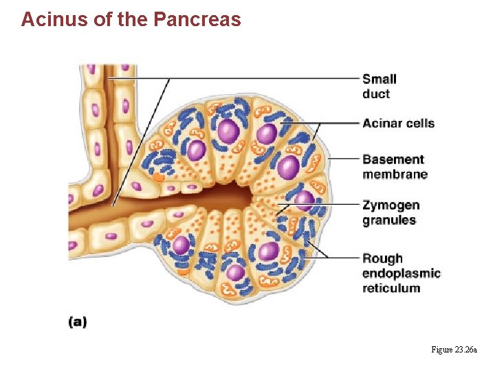 Acinus of the Pancreas Figure 23. 26 a 