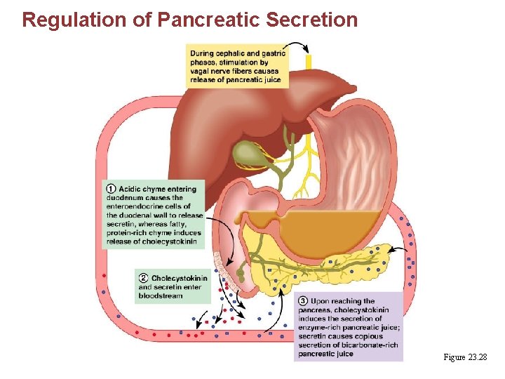 Regulation of Pancreatic Secretion Figure 23. 28 