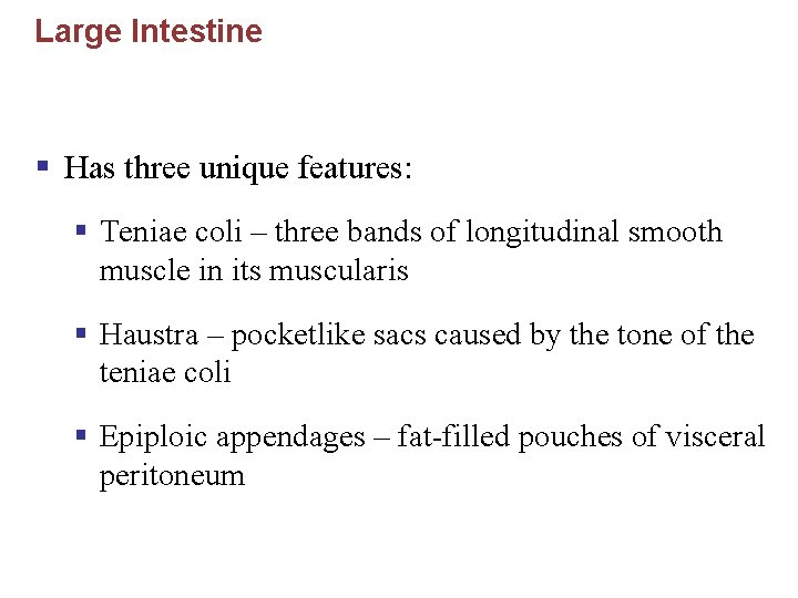 Large Intestine § Has three unique features: § Teniae coli – three bands of