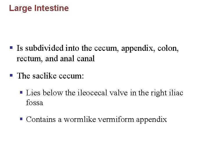 Large Intestine § Is subdivided into the cecum, appendix, colon, rectum, and anal canal