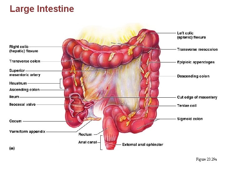 Large Intestine Figure 23. 29 a 