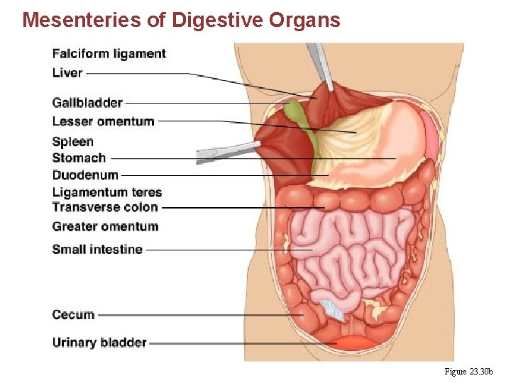 Mesenteries of Digestive Organs Figure 23. 30 b 