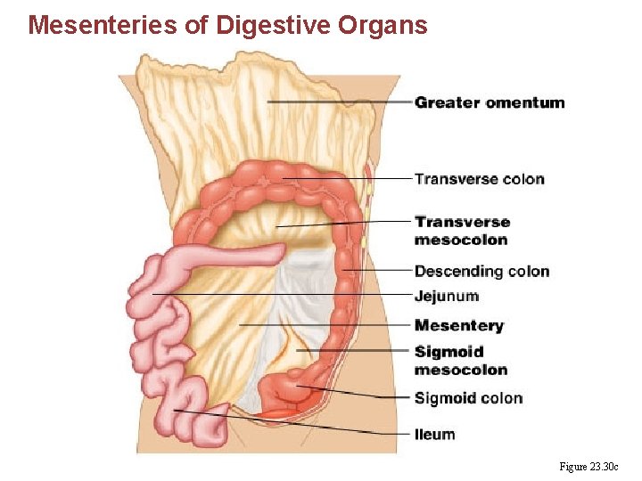 Mesenteries of Digestive Organs Figure 23. 30 c 