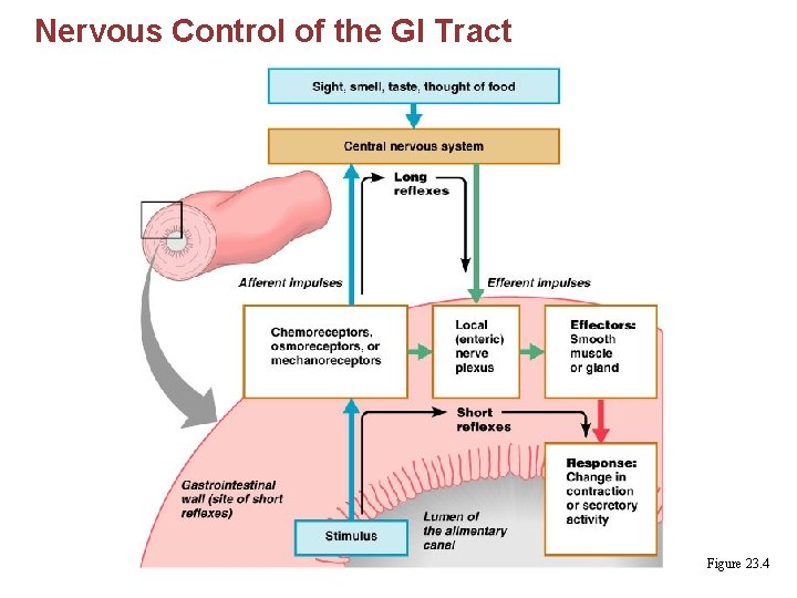 Nervous Control of the GI Tract Figure 23. 4 