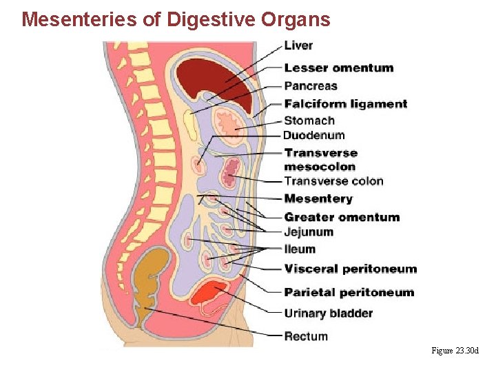 Mesenteries of Digestive Organs Figure 23. 30 d 