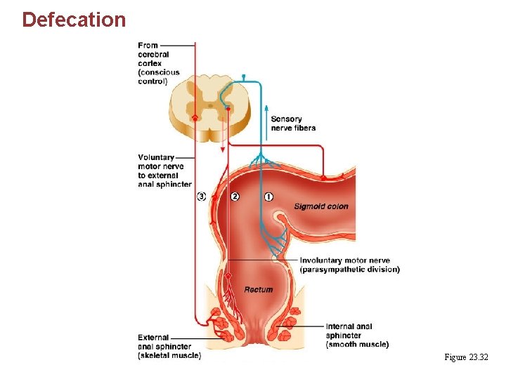 Defecation Figure 23. 32 
