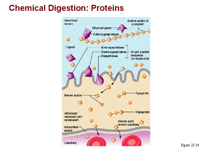 Chemical Digestion: Proteins Figure 23. 34 