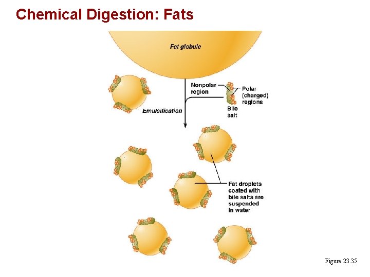 Chemical Digestion: Fats Figure 23. 35 