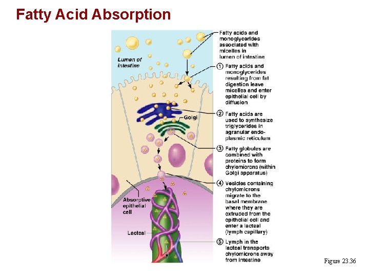 Fatty Acid Absorption Figure 23. 36 