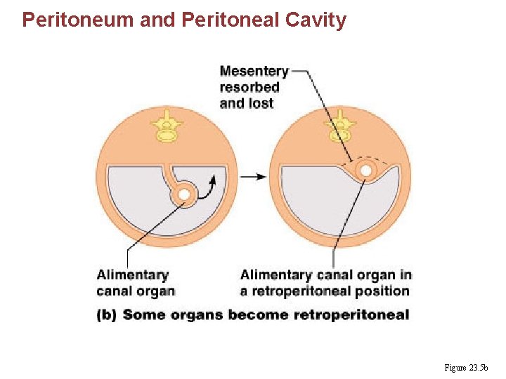 Peritoneum and Peritoneal Cavity Figure 23. 5 b 