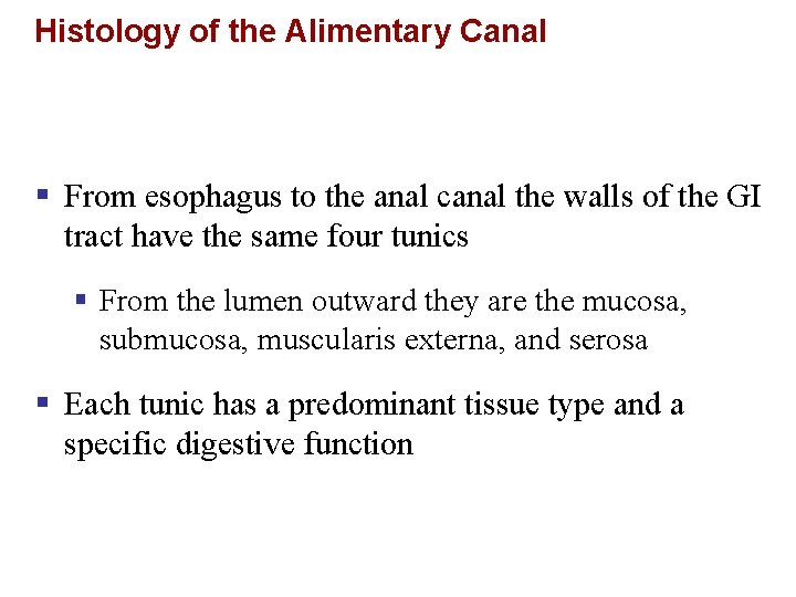 Histology of the Alimentary Canal § From esophagus to the anal canal the walls