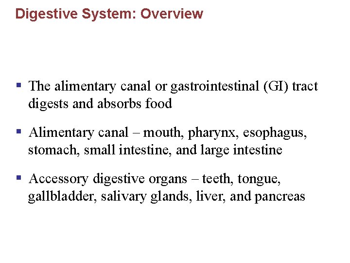 Digestive System: Overview § The alimentary canal or gastrointestinal (GI) tract digests and absorbs