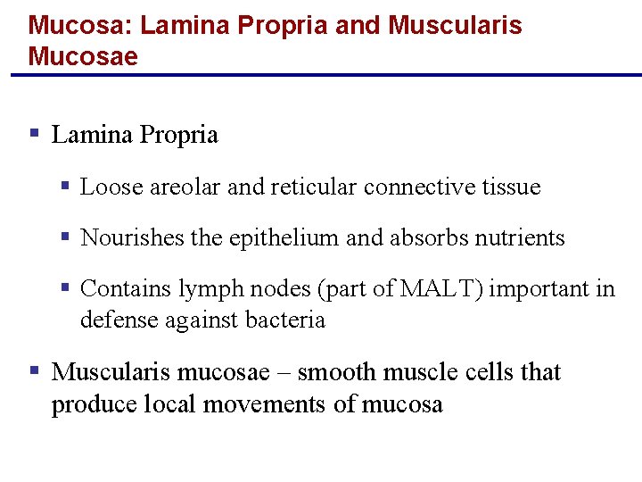 Mucosa: Lamina Propria and Muscularis Mucosae § Lamina Propria § Loose areolar and reticular