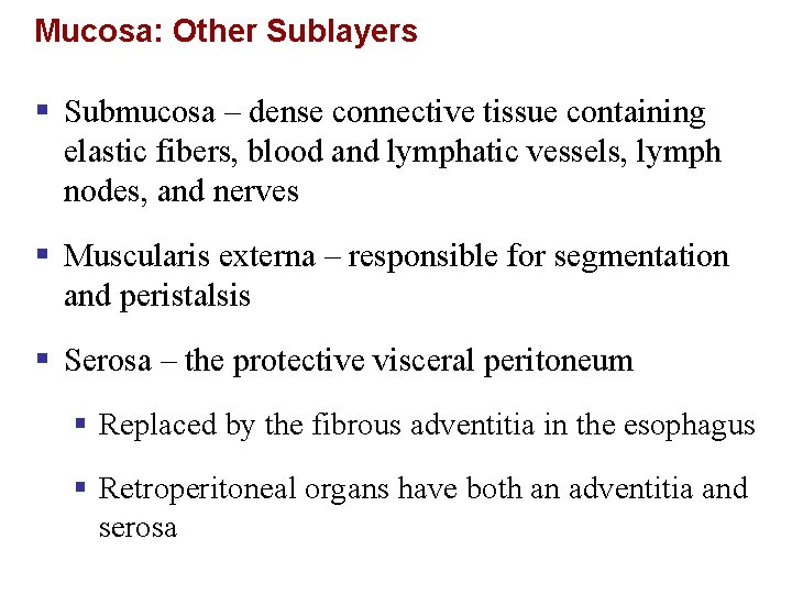 Mucosa: Other Sublayers § Submucosa – dense connective tissue containing elastic fibers, blood and