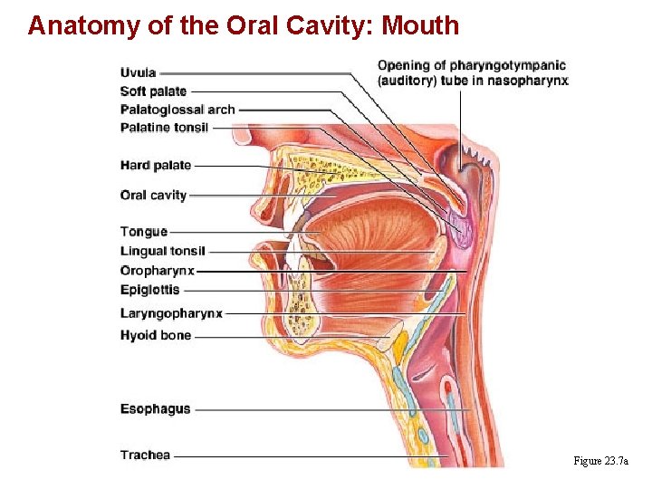 Anatomy of the Oral Cavity: Mouth Figure 23. 7 a 